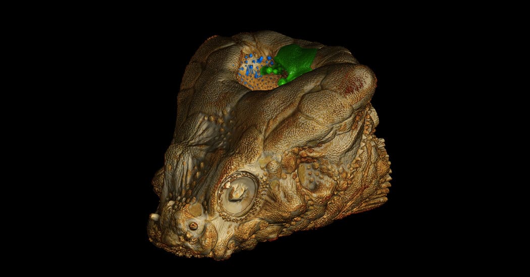 Study suggests rockhead poacher uses hole in its skull to make buzzing sound — Static01.nyt.com