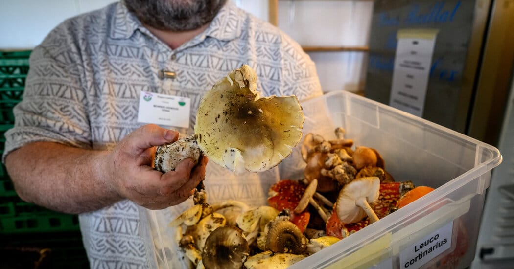 Three die and dozens poisoned after wild mushroom consumption in California — Static01.nyt.com