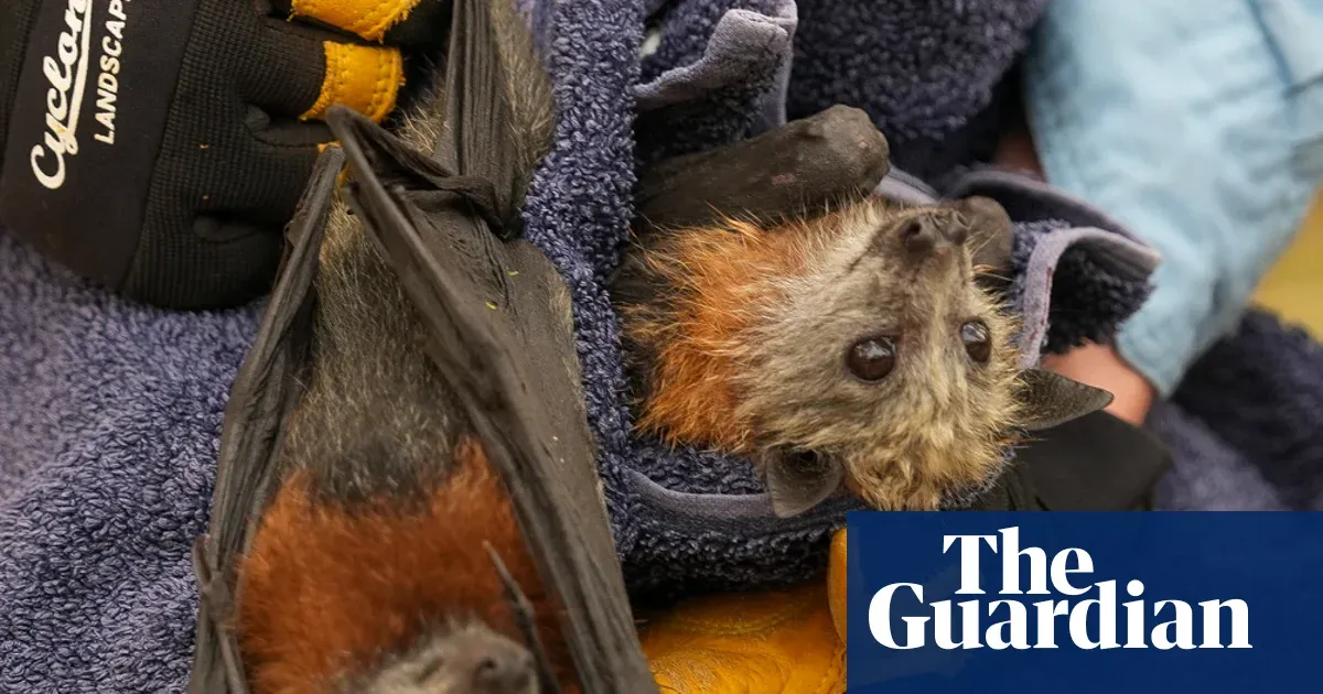 Heatwave kills thousands of flying foxes across south-east Australia — I.guim.co.uk