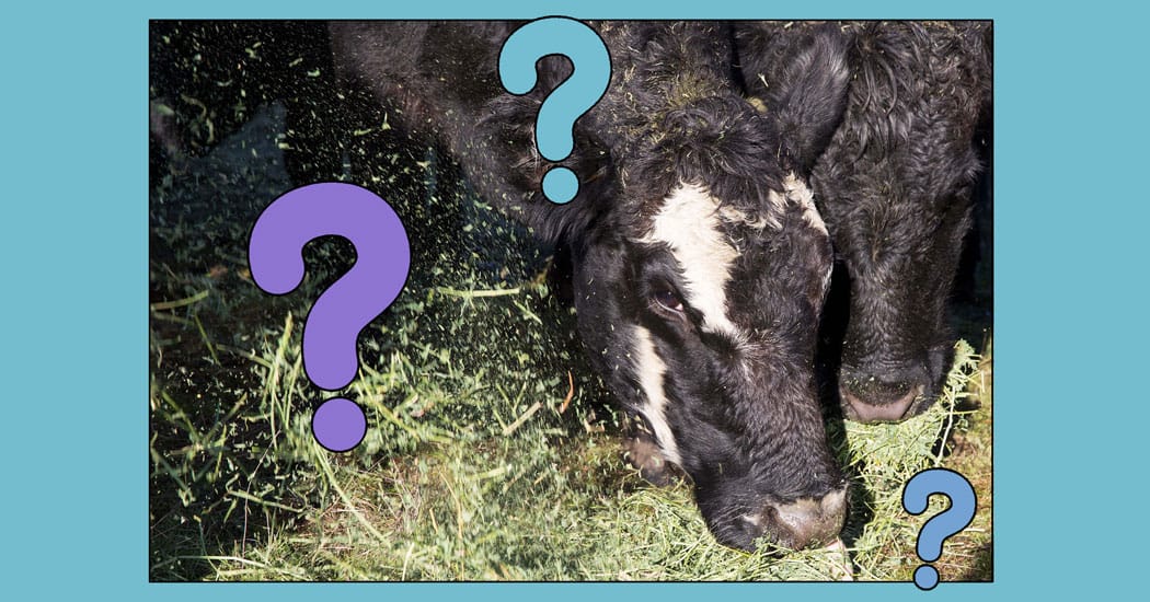 Studies and experts say grass-fed beef is not a climate win — Static01.nyt.com