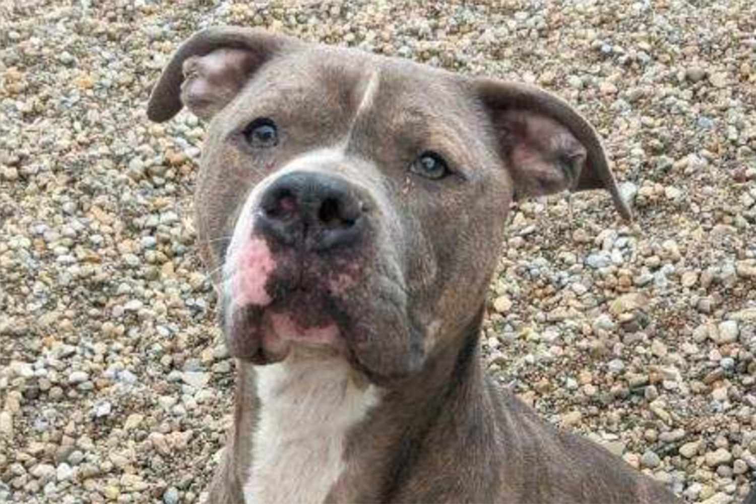 Ohio shelter to host party for dog who will reach 1,500 days without an adopter — People.com