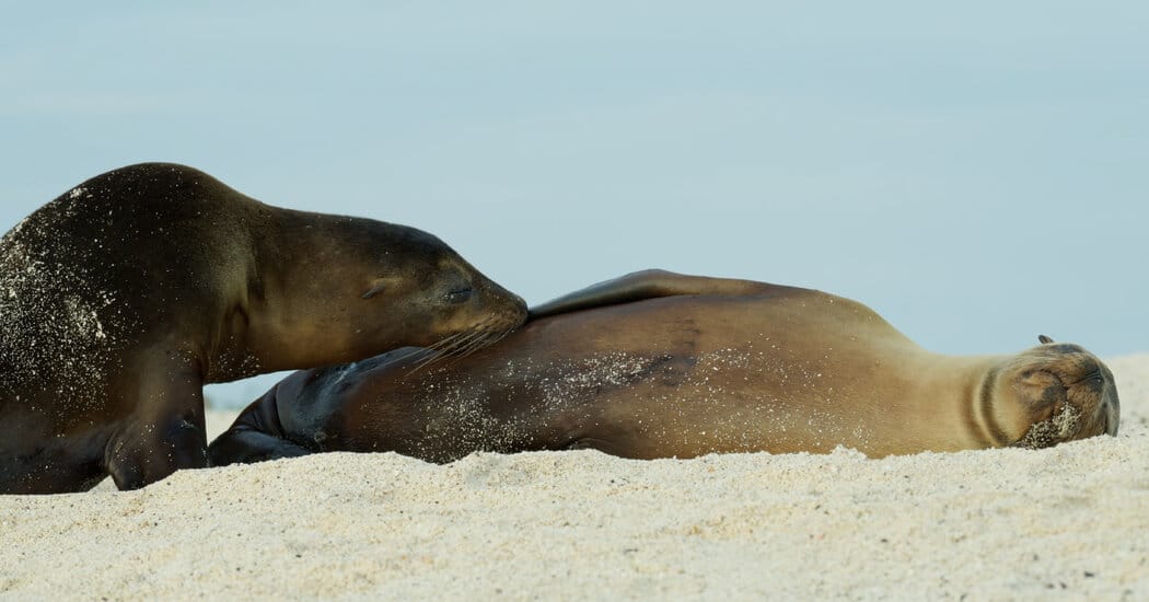 Study finds many Galápagos sea lions keep nursing into adulthood — Static01.nyt.com