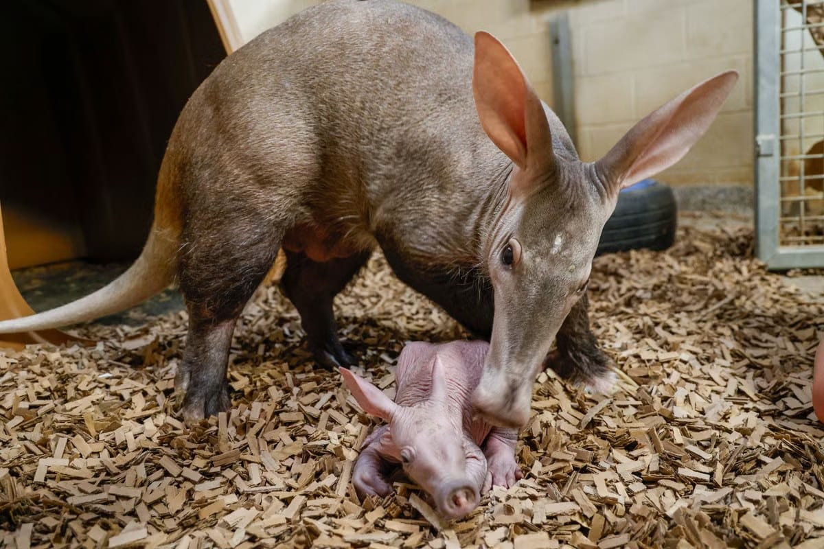 Nashville Zoo's first aardvark calf born on New Year's Day — Static.independent.co.uk