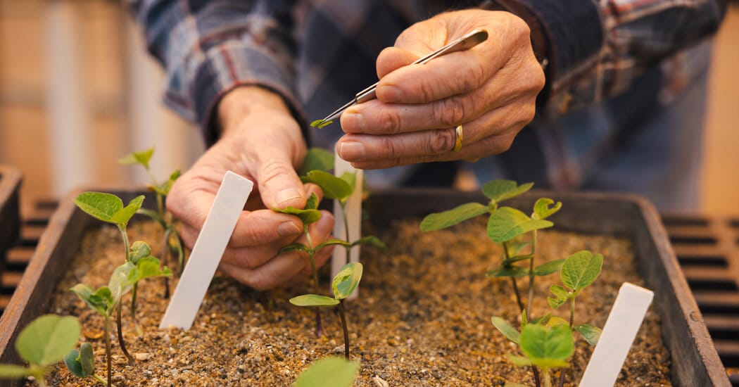 U.S. funding cuts force scaling back of international agricultural research — Static01.nyt.com