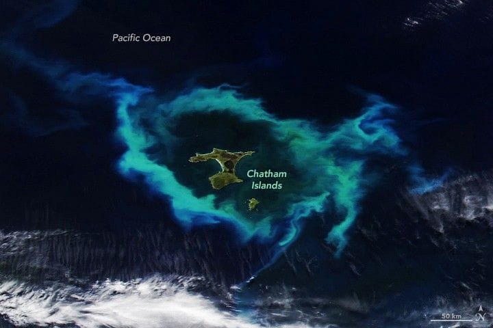Phytoplankton bloom encircles Chatham Islands east of New Zealand — Assets.science.nasa.gov