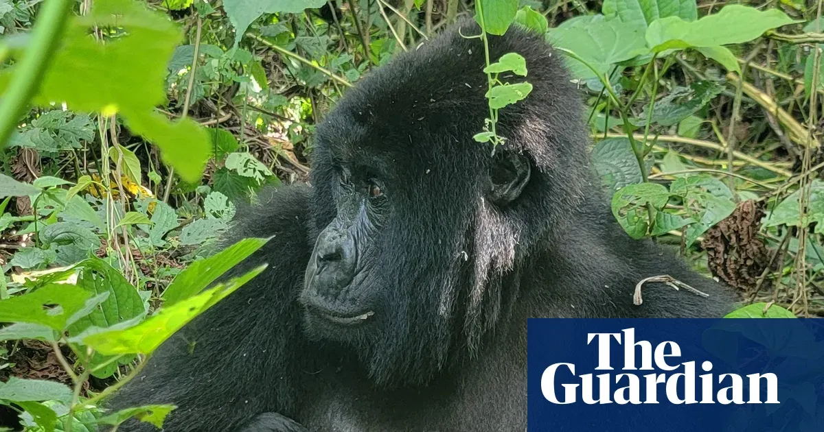 Twin mountain gorillas born in Virunga are being closely monitored — I.guim.co.uk