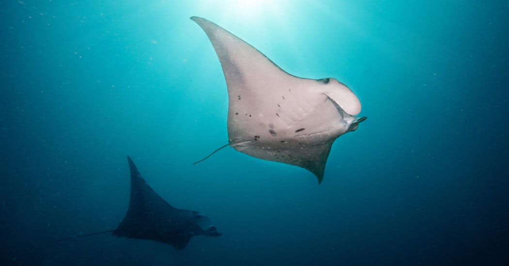 High Seas Treaty comes into force, allowing protection of international waters — Static01.nyt.com