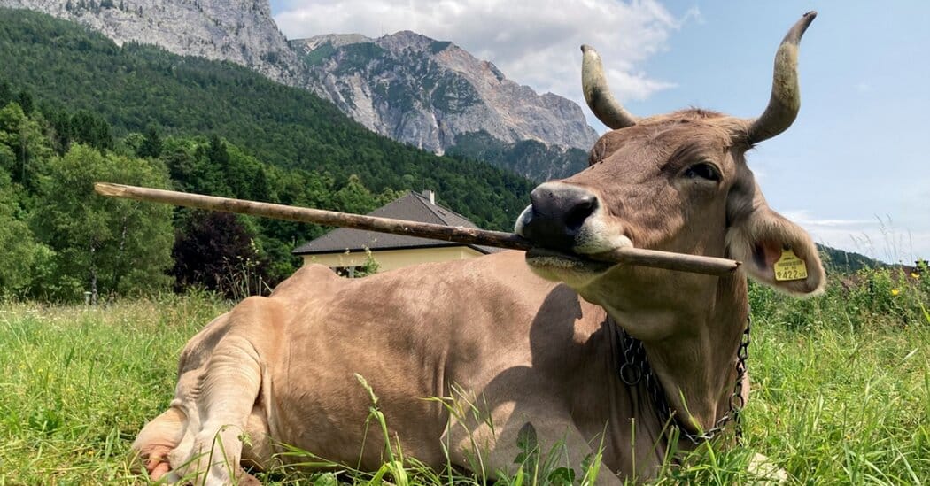Pet cow in Austria shows flexible tool use, study finds — Static01.nyt.com