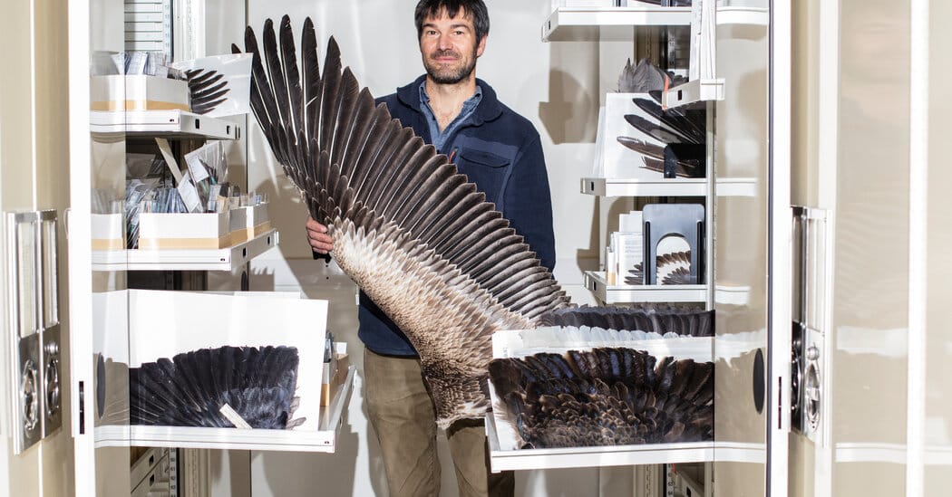 Tiny filoplumes help birds monitor and maintain their feathers, researchers say — Static01.nyt.com