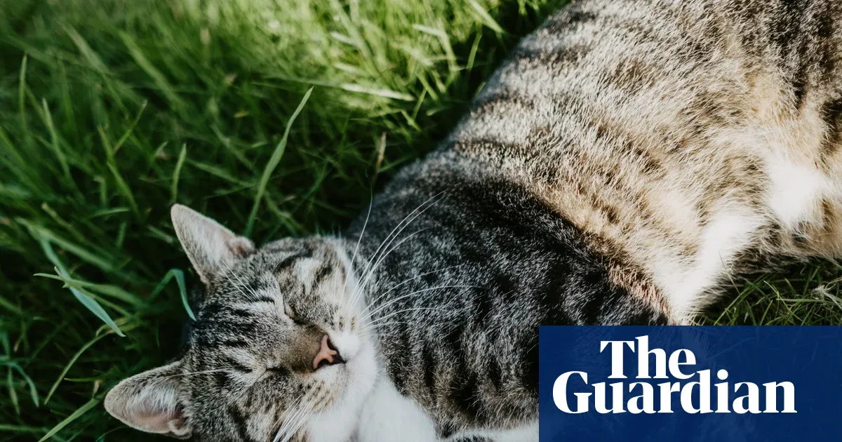 Study suggests pet owners can experience prolonged grief similar to losing a person — I.guim.co.uk