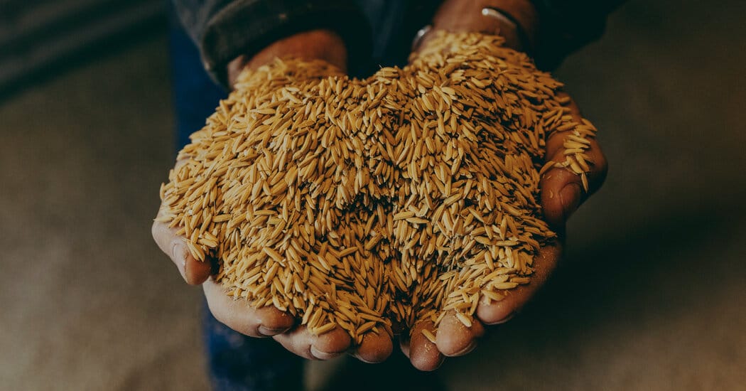 Mississippi Delta farmers left with unsold rice as prices tumble — Static01.nyt.com