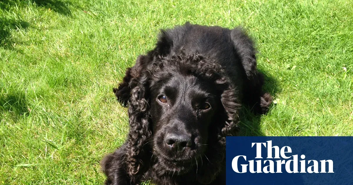 Jack, the sacked police sniffer dog who helped a consultant through chemo — I.guim.co.uk