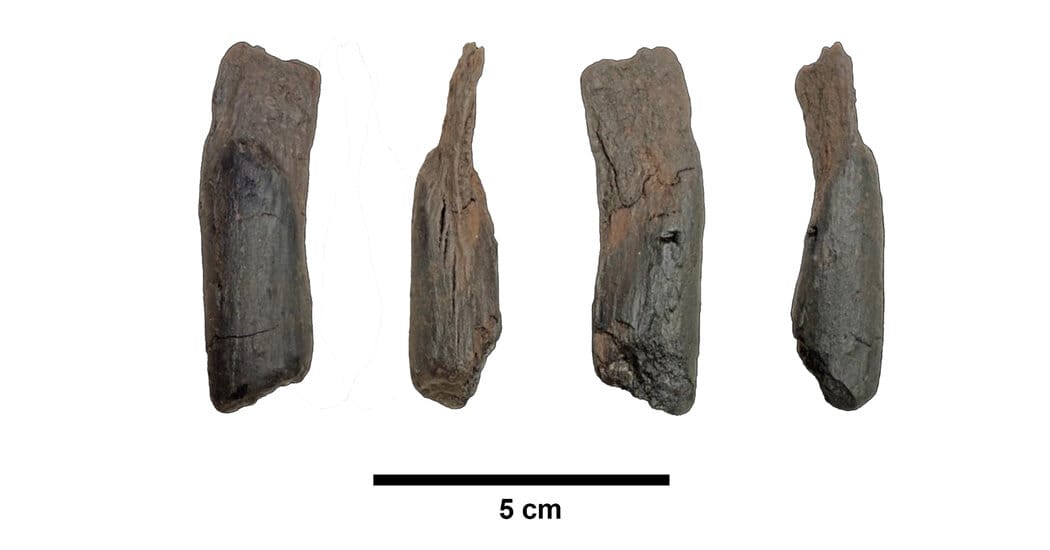 430,000-Year-Old Wooden Tools and 500,000-Year-Old Bone Hammer Found in Europe — Static01.nyt.com