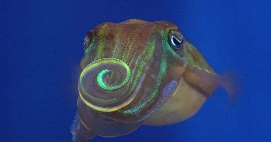 Cuttlefish use polarized-light skin patterns, invisible to humans, in courtship — Static01.nyt.com