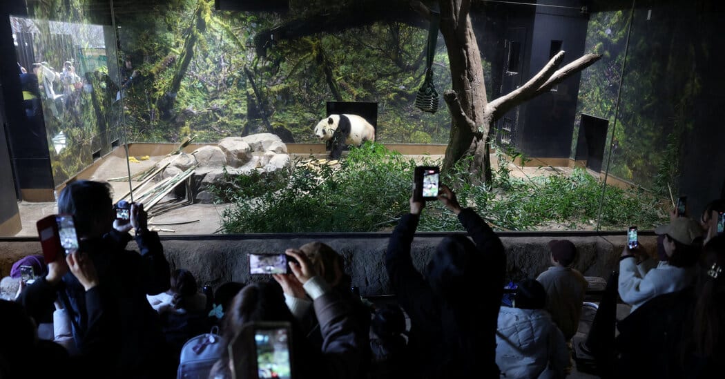 Twin pandas Xiao Xiao and Lei Lei to leave Tokyo’s Ueno Zoo amid diplomatic row — Static01.nyt.com