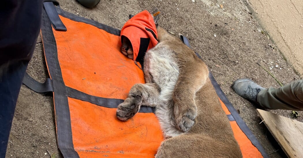 Male mountain lion just under 2 years old captured after getting stuck in Pacific Heights — Static01.nyt.com
