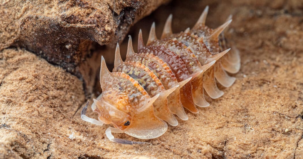 Scientists warn online isopod trade is driving poaching of rare species — Static01.nyt.com