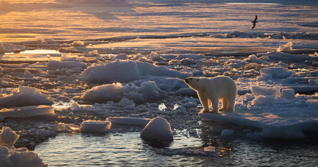 Svalbard polar bears gaining weight as sea ice recedes, study finds — Static01.nyt.com