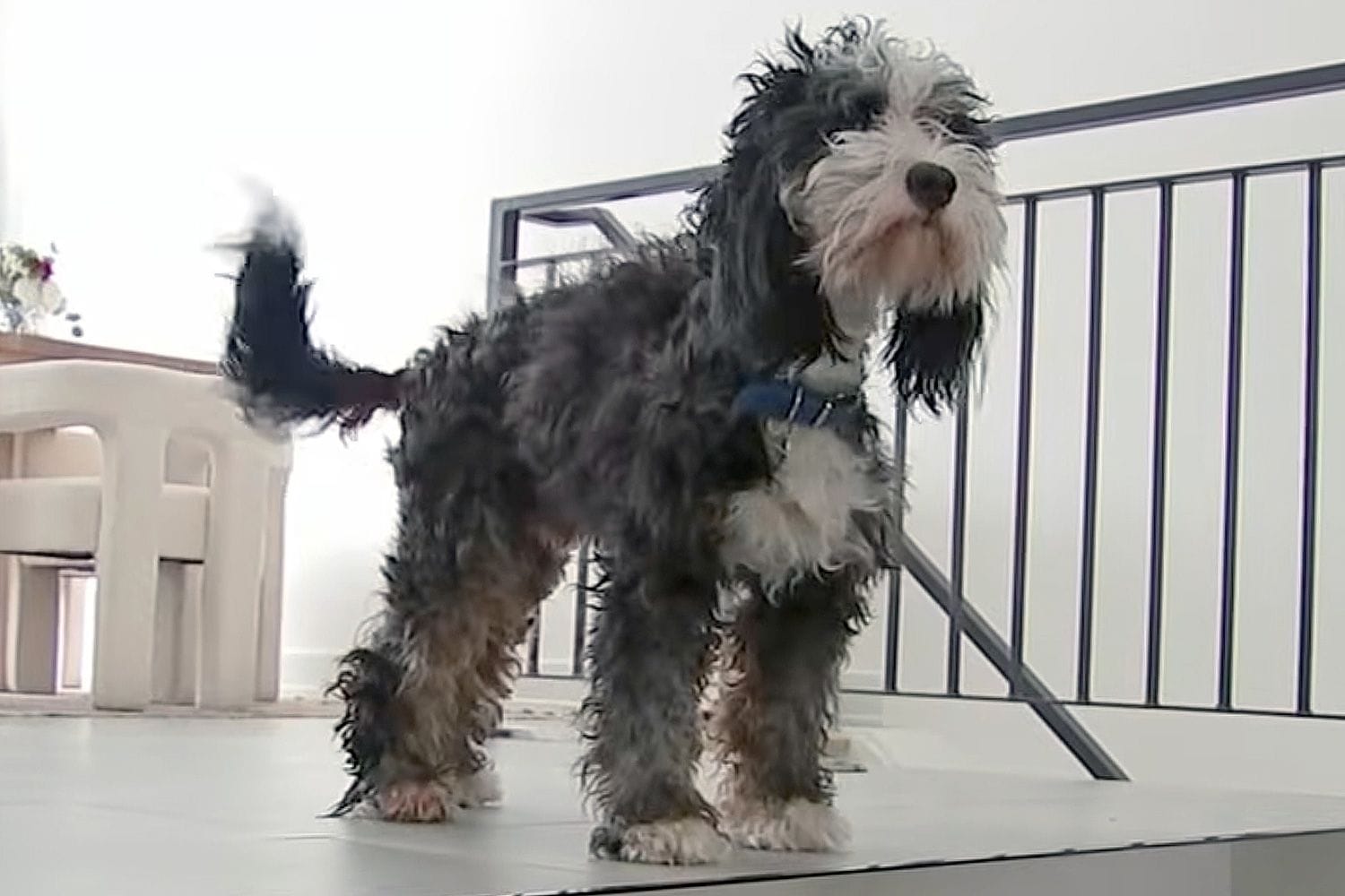 Thermal drone finds recently adopted Bernedoodle Benji after 48 hours in Philly storm — People.com