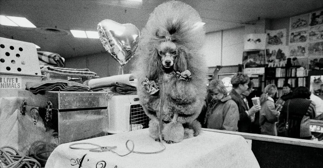 NYT photographs chronicle Westminster Kennel Club’s 150th anniversary — Static01.nyt.com