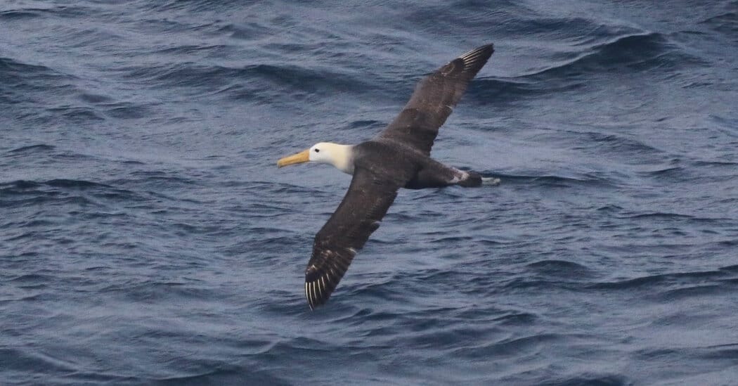 Waved albatross sighted off California, thousands of miles from home — Static01.nyt.com