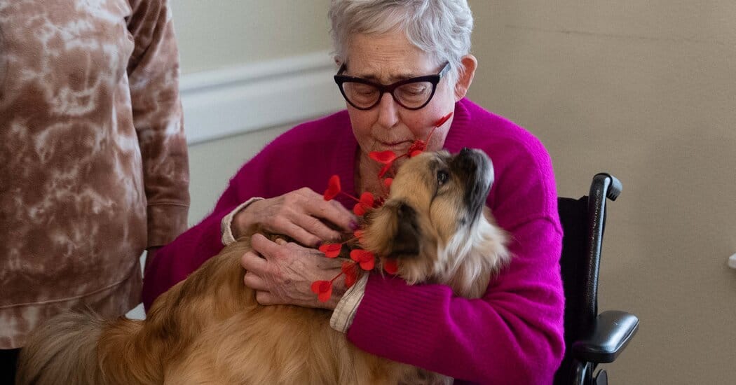 Westminster 2026: Champion Tibetan Spaniel Nick Works as Therapy Dog — Static01.nyt.com