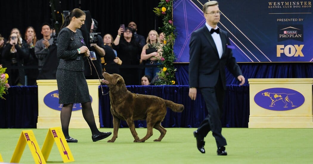 Penny the Doberman Wins Best in Show at Westminster — Static01.nyt.com