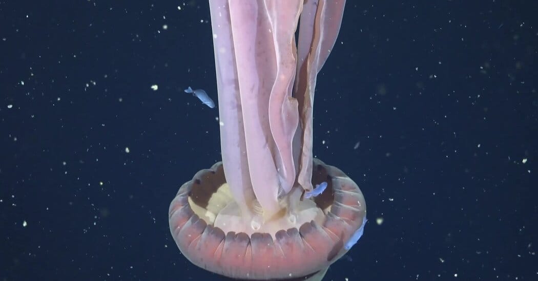 Rare Deep-Sea Giant Phantom Jellyfish Sighting Is Recorded on Video — static01.nyt.com
