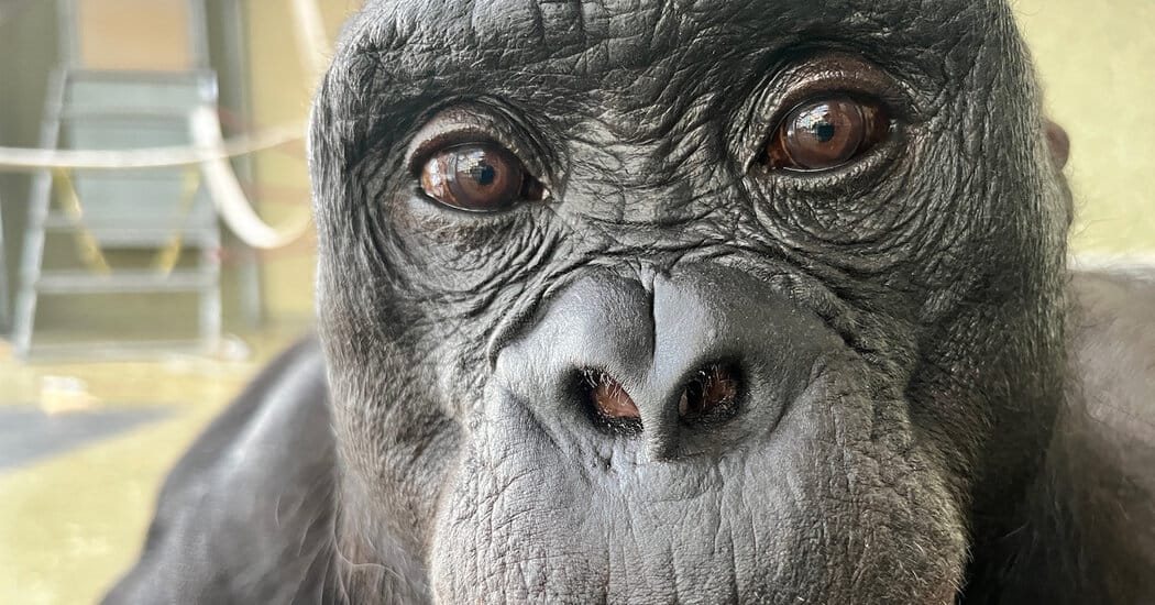 At a Bonobo’s ‘Tea Party,’ Scientists Find Hints of Imagination — static01.nyt.com