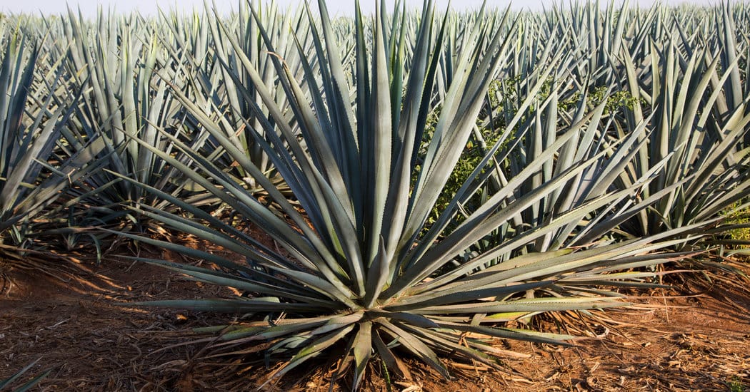 Mayor of Tequila, Mexico, Accused of Extorting Tequila Companies — static01.nyt.com