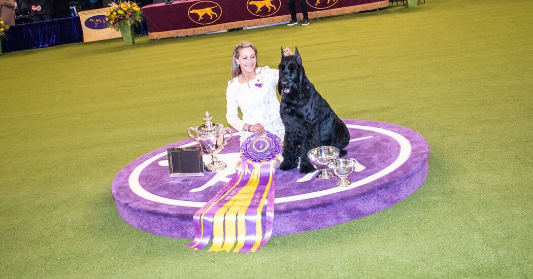 How to Watch the 2026 Westminster Dog Show — static01.nyt.com