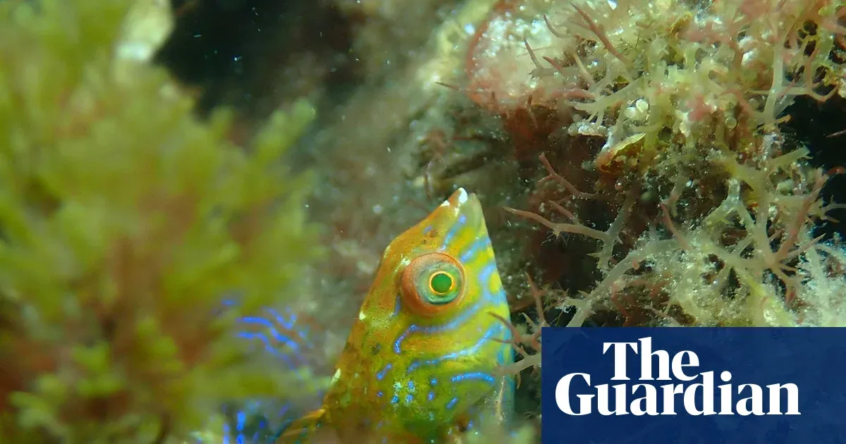 Rare Braun’s wrasse sighted in Western Australia kelp forest — i.guim.co.uk