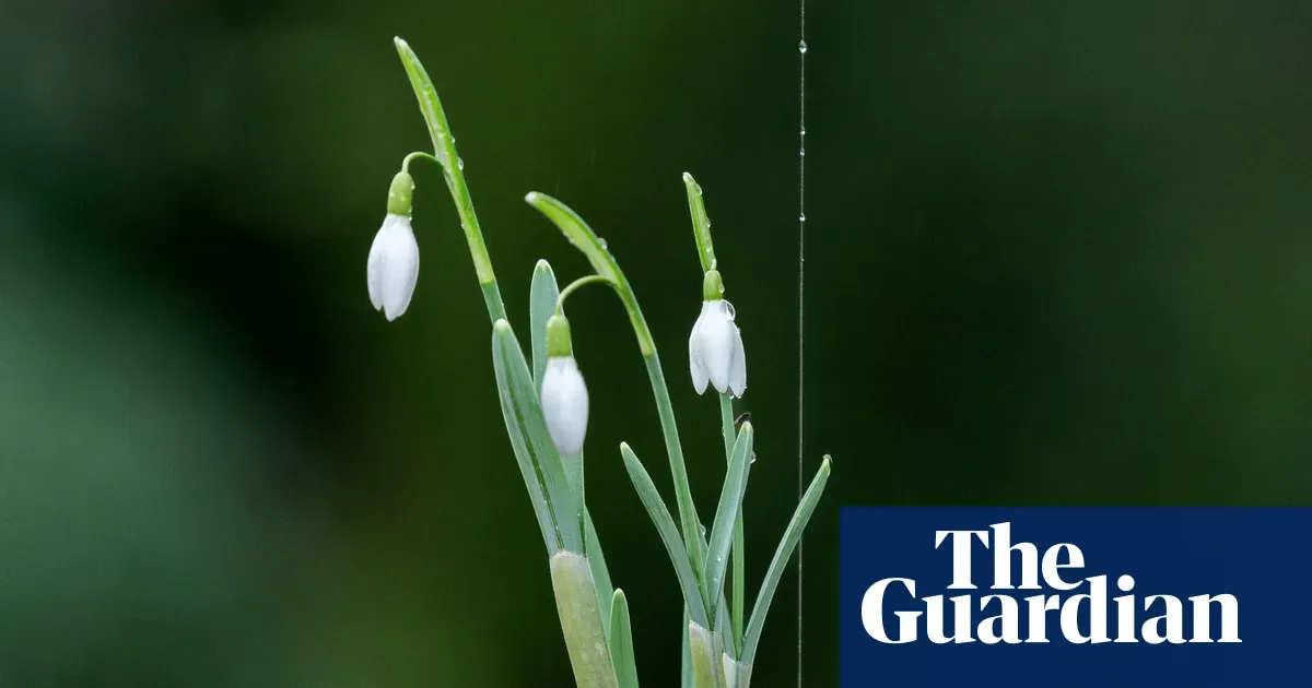 Kokedama: the Japanese moss-ball technique to bring magic into your home — Lifestyle | The Guardian