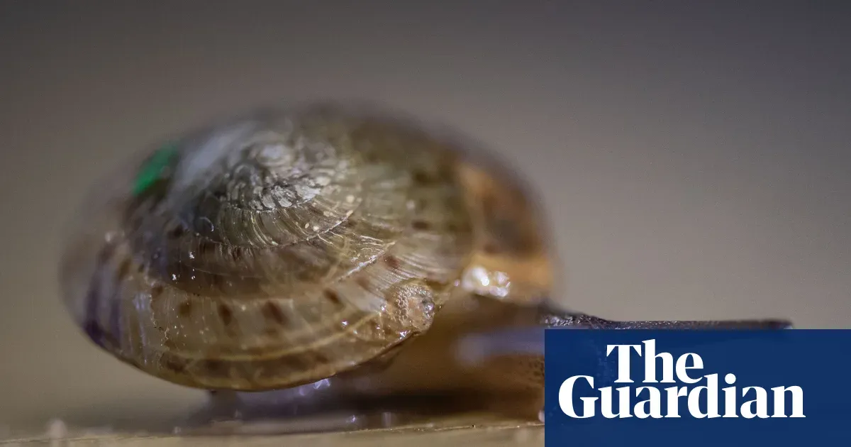 Bermuda snail once thought extinct thriving after decade of conservation — World news | The Guardian