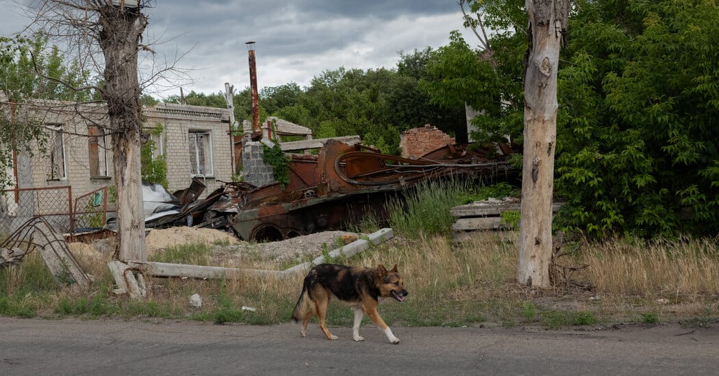 War Transformed Ukraine's Dogs — NYT > Science