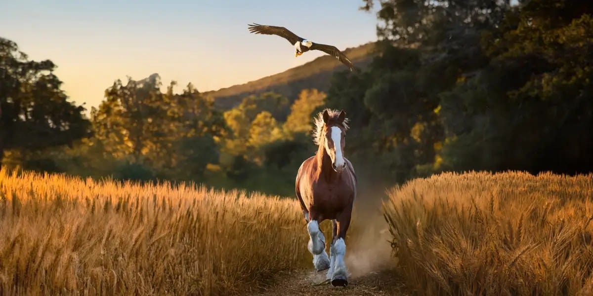 Super Bowl LX ads lean on comedy and celebrity — Businessinsider