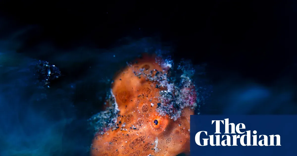 Close-up Photographer of the Year Awards 2026 – in pictures — Culture | The Guardian