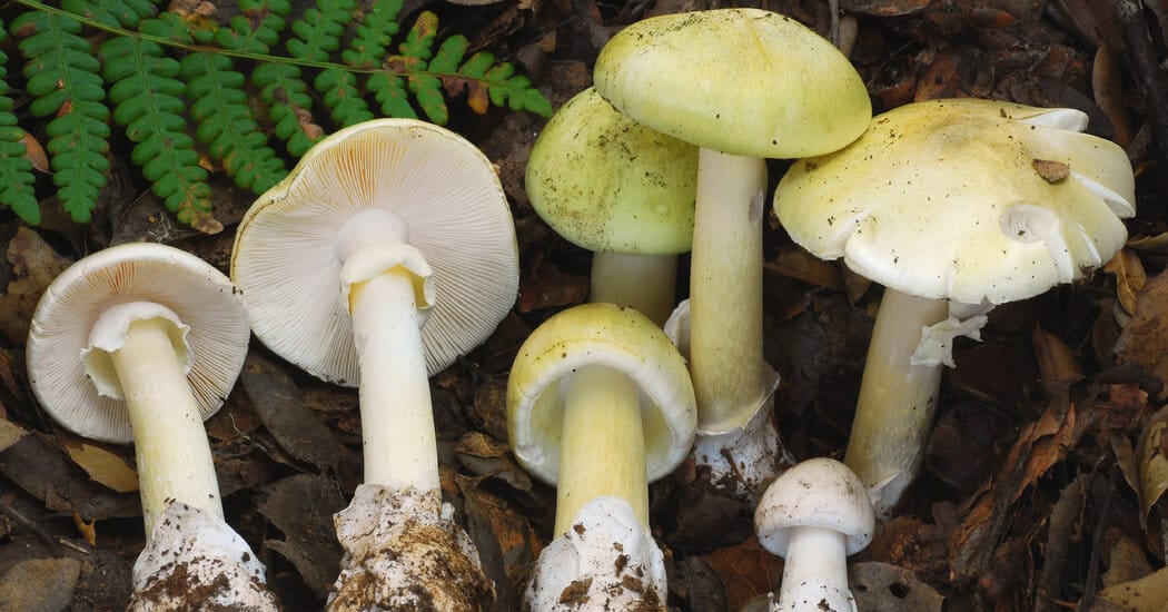 4 Dead in California Mushroom Poisoning Outbreak — NYT > U.S. News