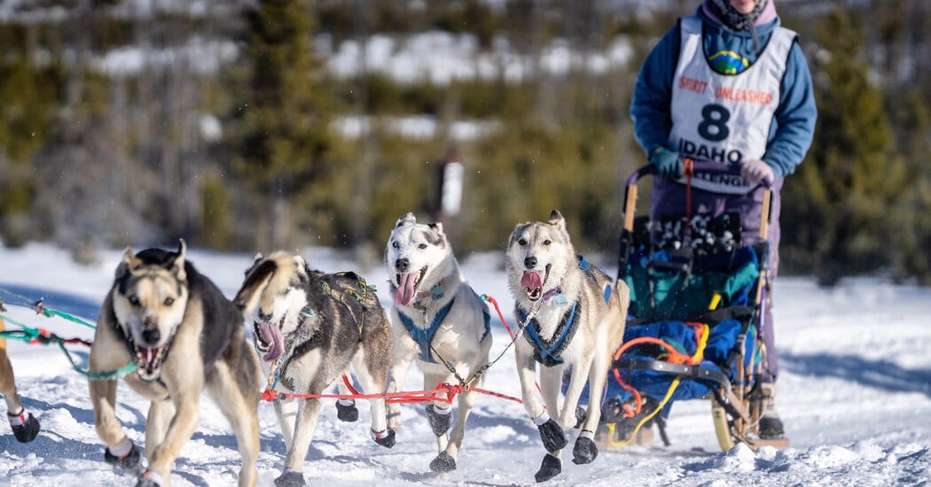 The Latest Victim of a Snowless West: Dog Sledding — NYT > Travel
