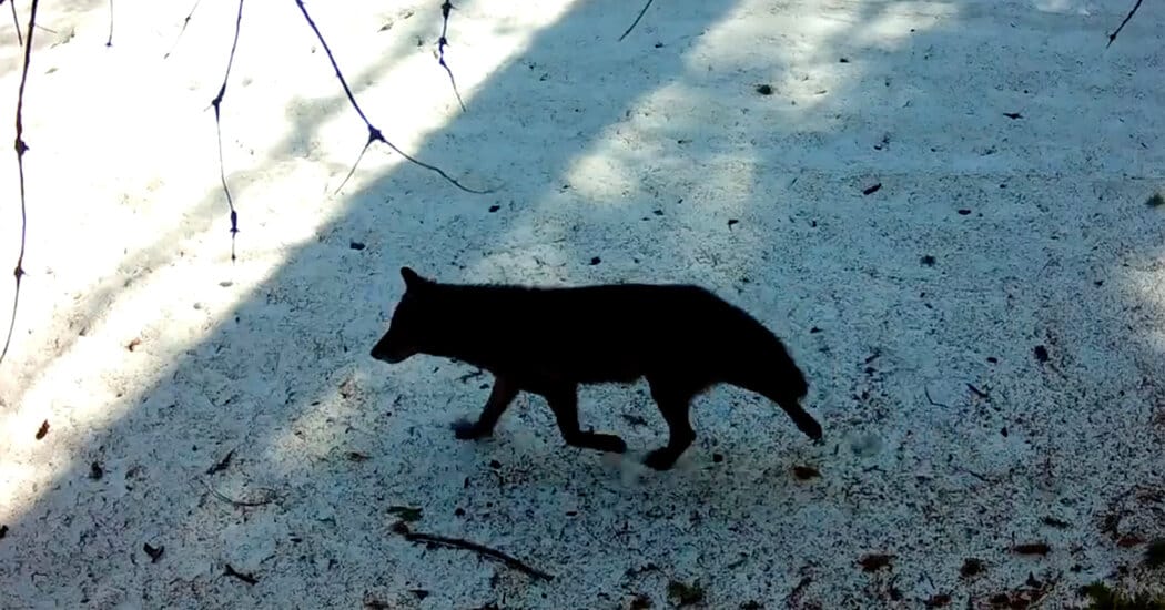 Gray Wolf’s Visit to Los Angeles County Is a First in Nearly a Century — NYT > Science