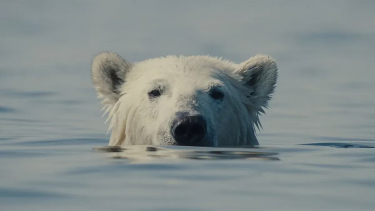 Nuisance Bear Review: In Case You Forgot, Climate Change Sucks — Collider