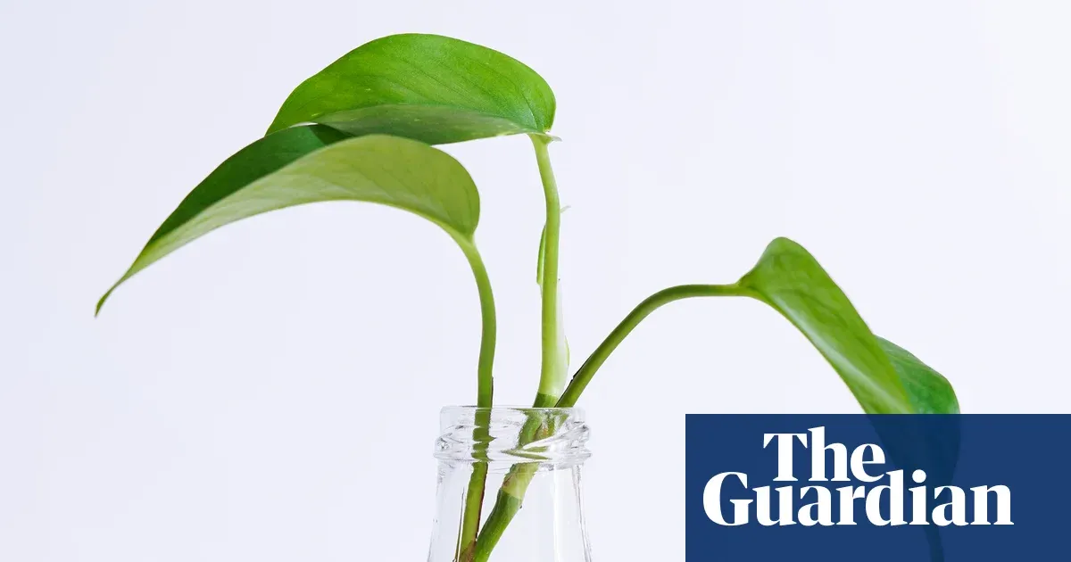 Houseplant hacks: is candle wax useful for taking cuttings? — Lifestyle | The Guardian