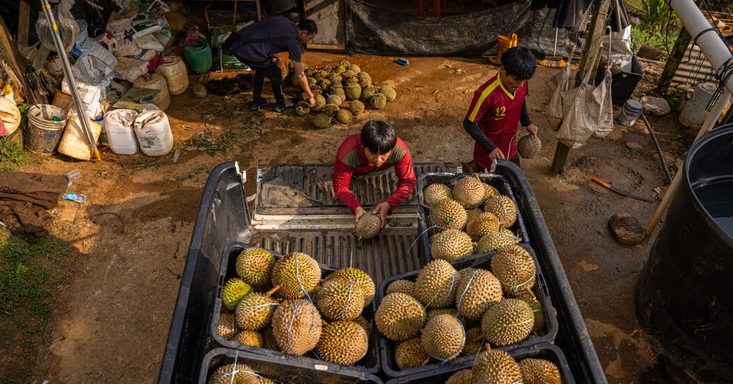 Shift in Chinese durian taste leaves Malaysian farmers in turmoil — NYT > World News