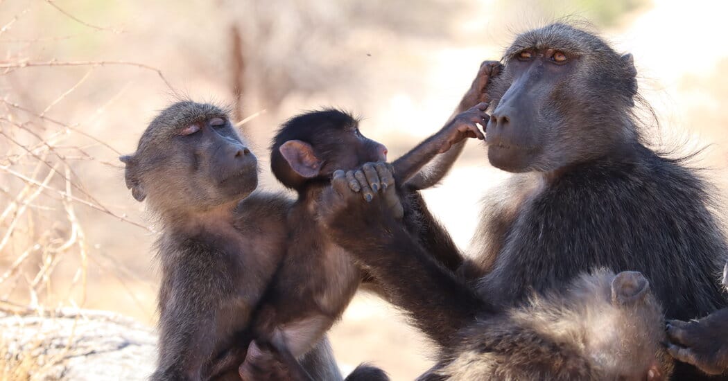 Baboon Sibling Rivalry Suggests Monkeys Feel Jealousy Like People — NYT > Science