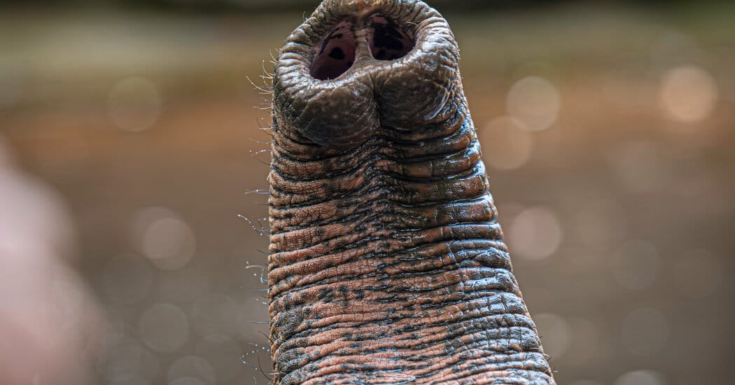 An Elephant Is Blind Without Its Whiskers — NYT > Science