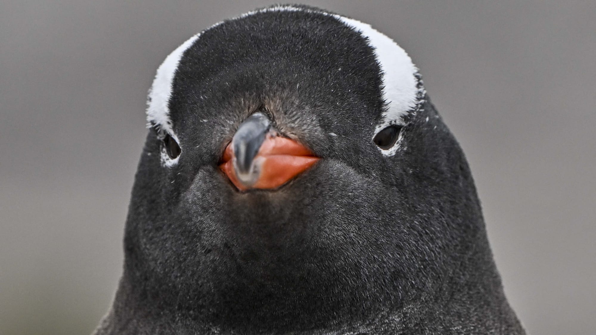 Gentoo begins move from GitHub to Codeberg over Copilot — Pcgamer