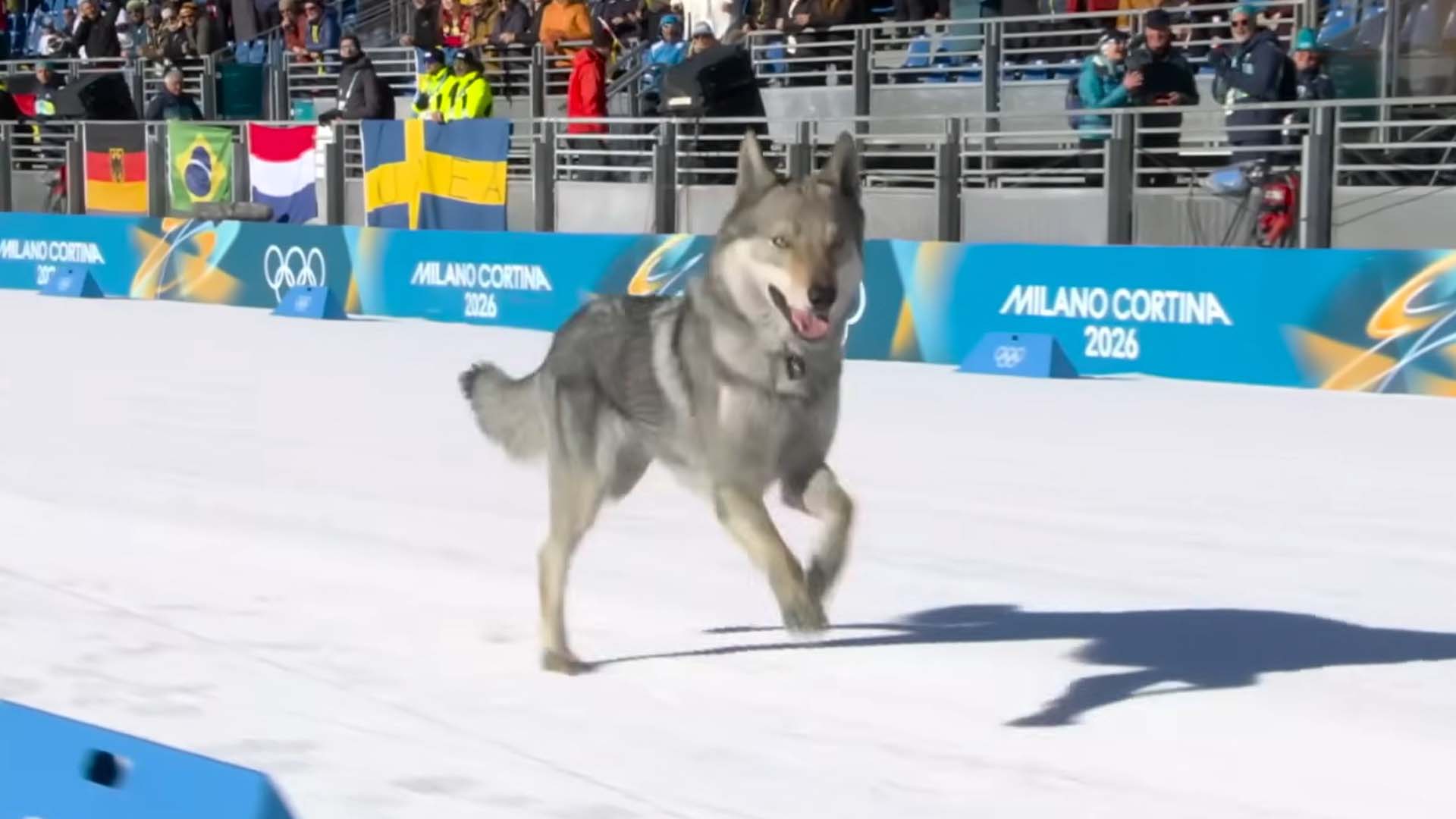 Wolfdog Nazgul interrupts Olympic cross-country sprint — Kotaku