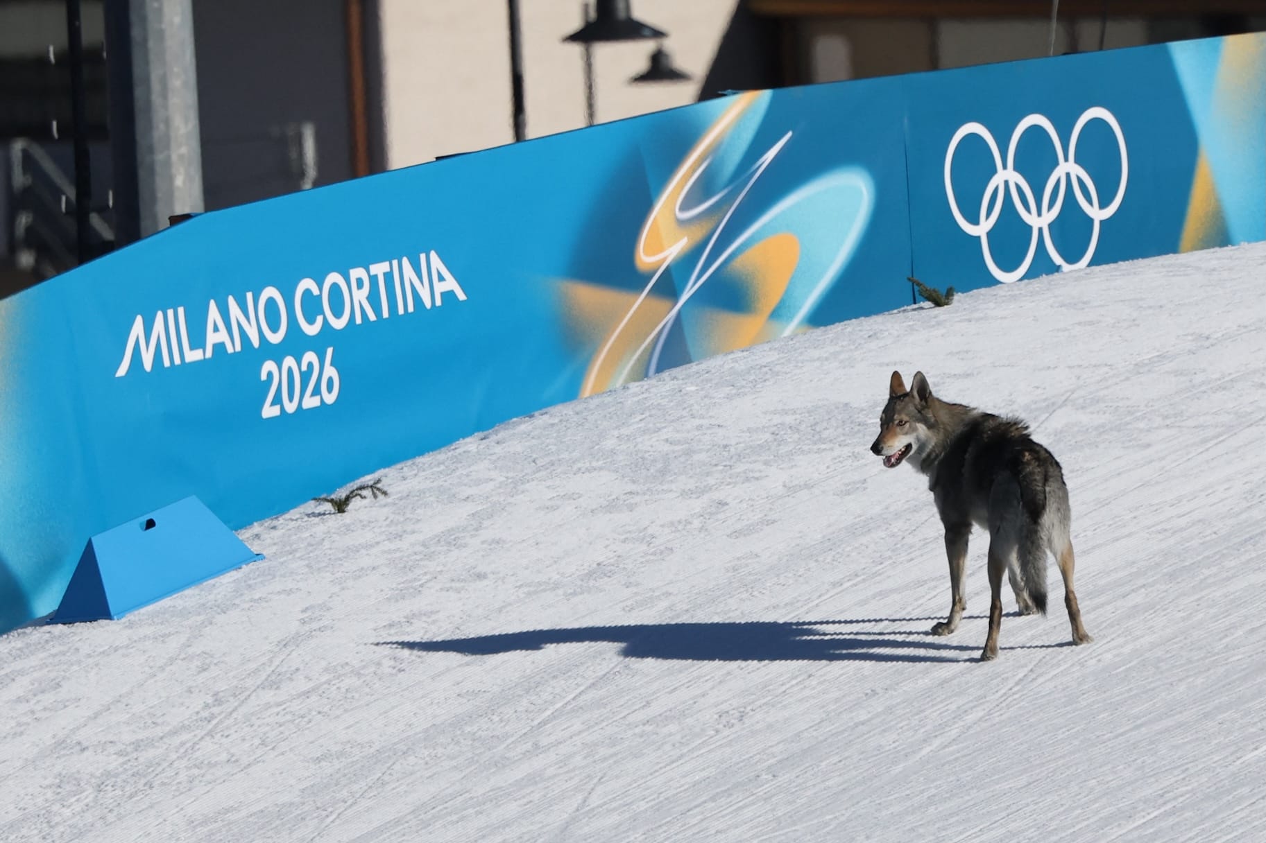 Nazgul the Czechoslovakian Wolfdog Joins Olympic Ski Race — Nbc