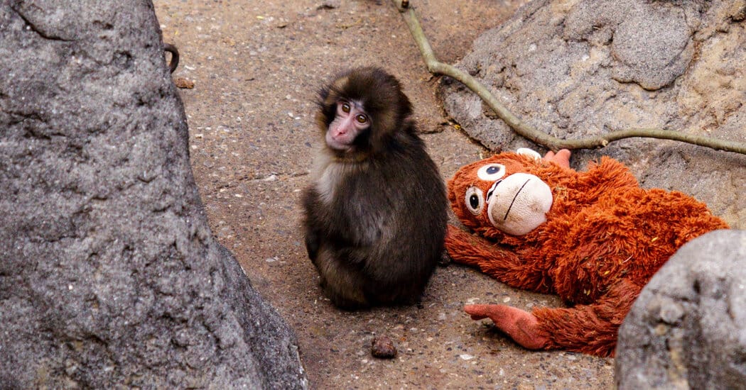 Lonely Baby Monkey Finds Comfort and Slowly Makes Friends — NYT > Science
