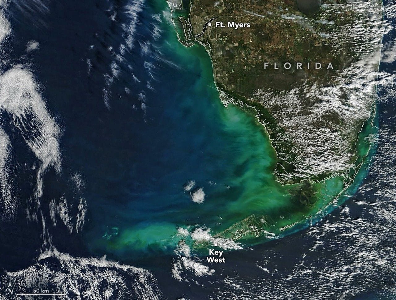 Arctic Blast Brightened the West Florida Shelf — NASA Science